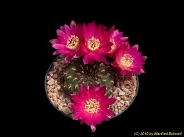 Sulcorebutia tiraquensis v. totorensis HS151a 2187
